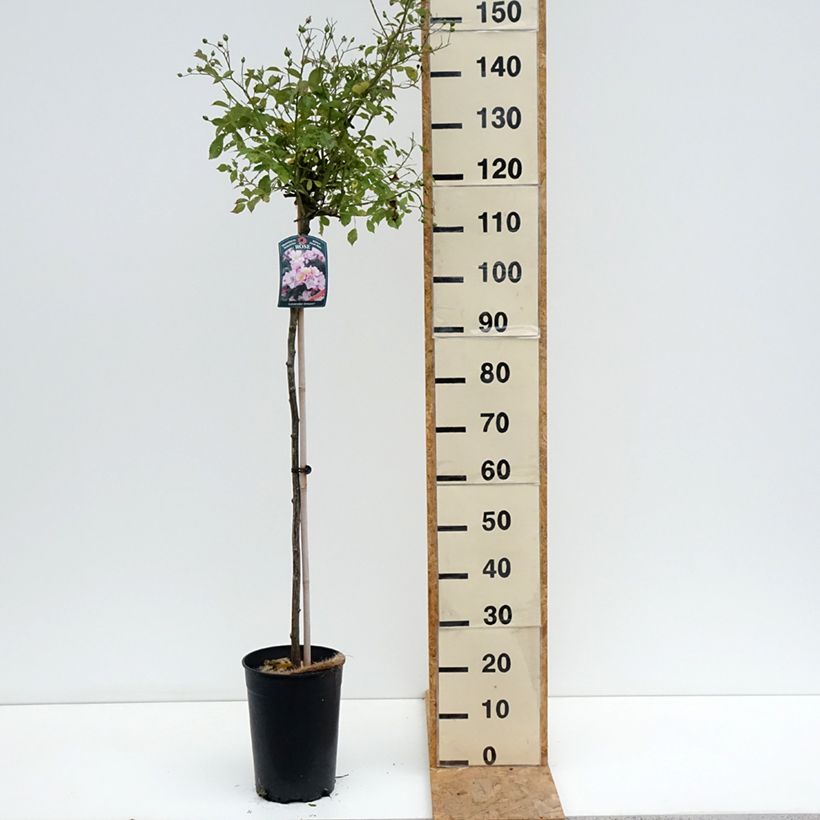 Exemplaar van Rosa Lavender Dream - Stamroos Pot van 7,5 l/10 l, Stengel zoals geleverd in de zomer