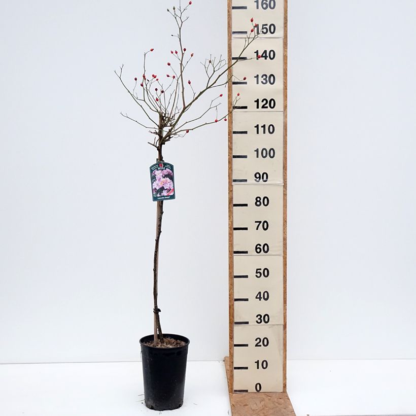 Exemplaar van Rosa Lavender Dream - Stamroos Pot van 7,5 l/10 l, Stengel zoals geleverd in de herfst
