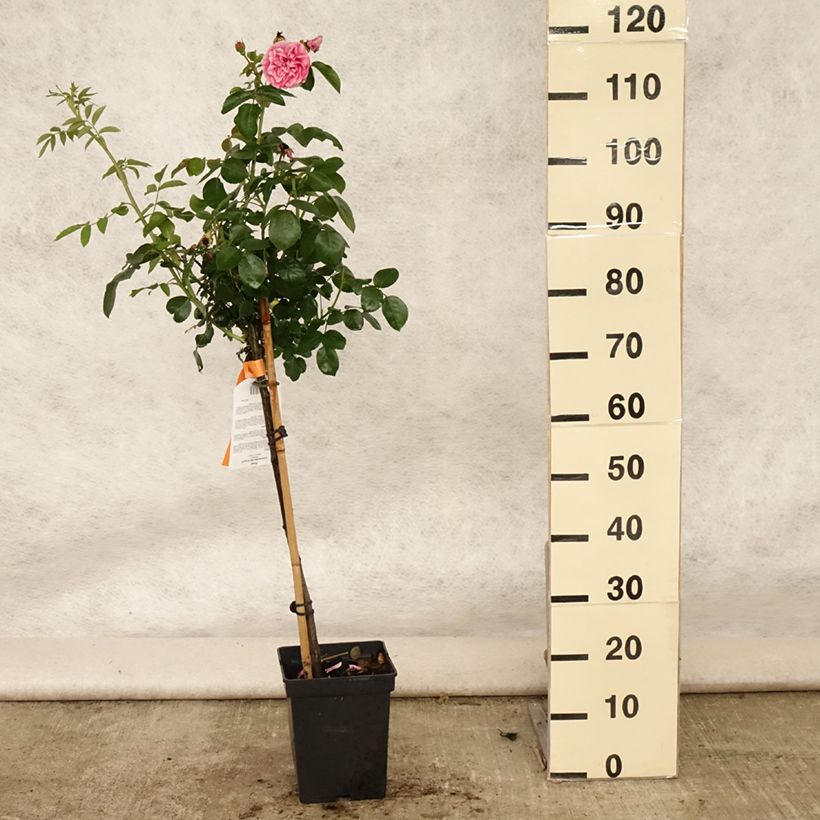 Exemplaar van Rosa Leonardo da Vinci - Stamroos Pot van 4 l/5 l, Stengel zoals geleverd in de zomer