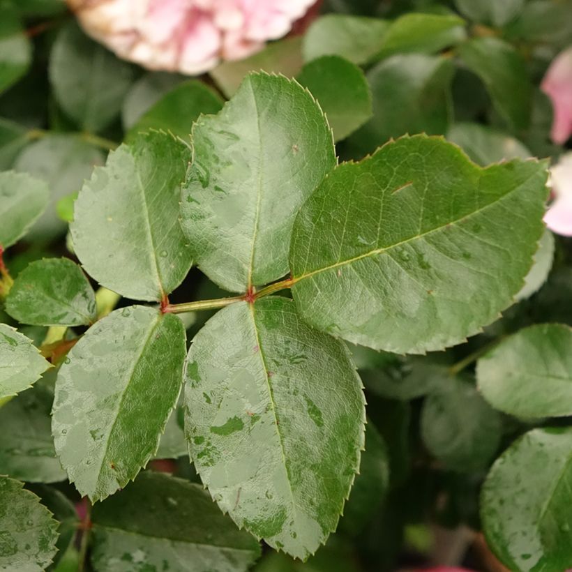 Rosa Leonardo da Vinci - Stamroos (Blad)