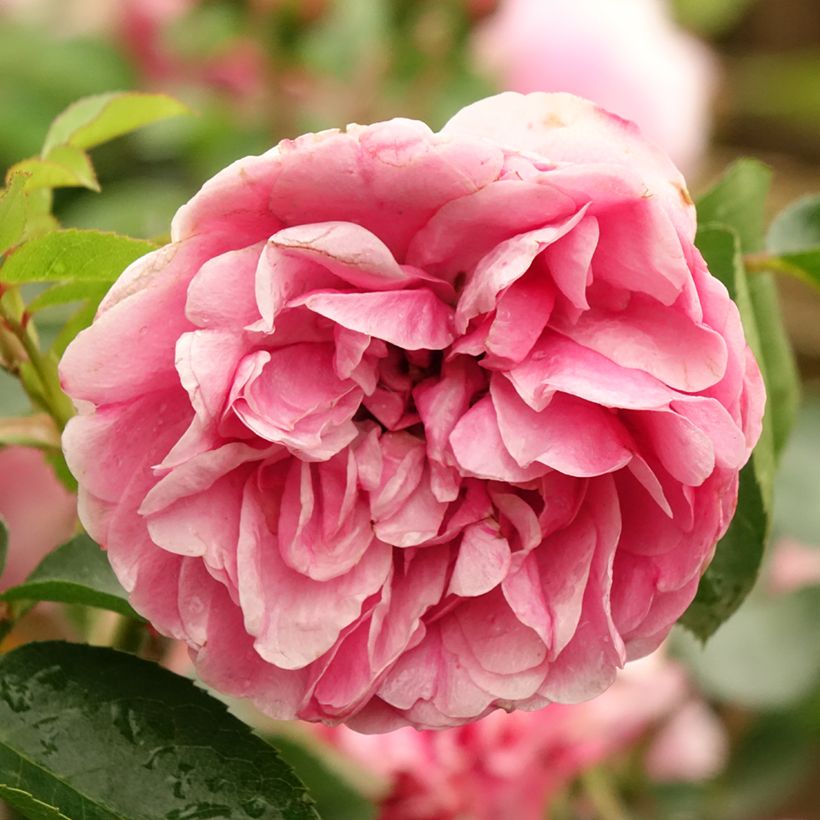 Rosa Leonardo da Vinci - Stamroos (Bloei)
