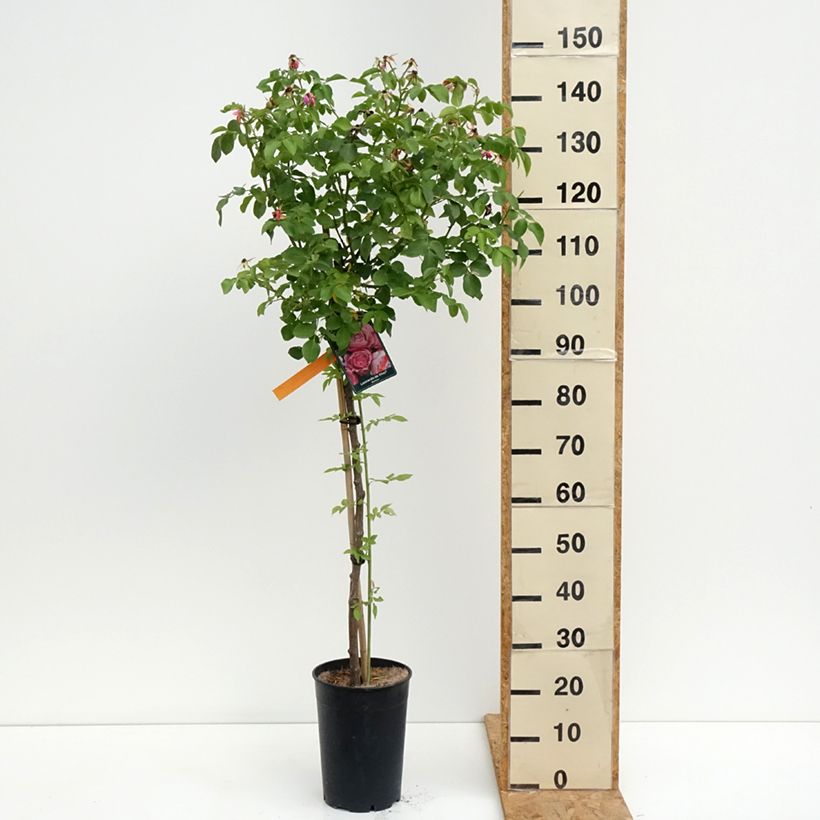 Example of Rosa Leonardo da Vinci - Stamroos Pot van 7,5 l/10 l, Stengel as you get in ete