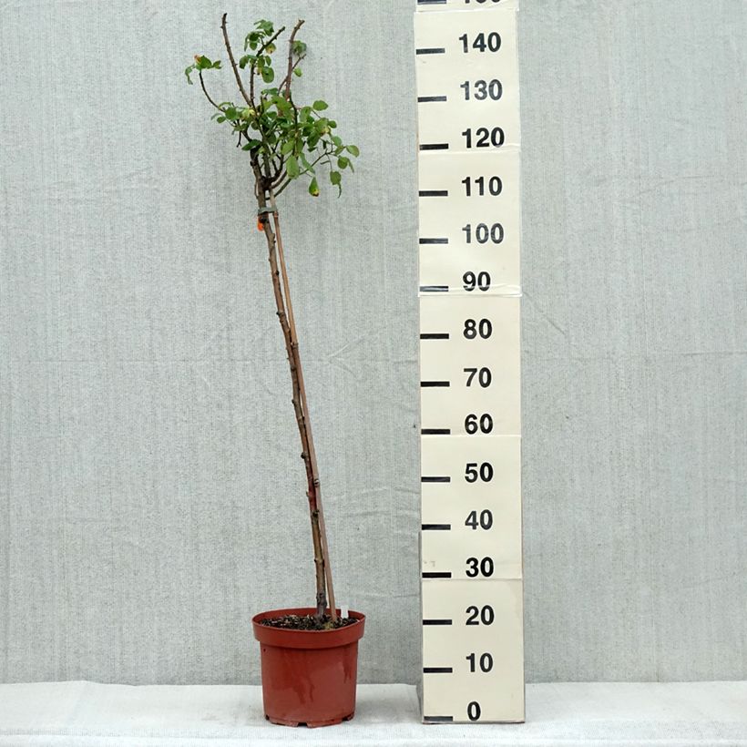 Example of Rosa Line Renaud - Stamroos Pot van 7,5 l/10 l, Stengel as you get in automne