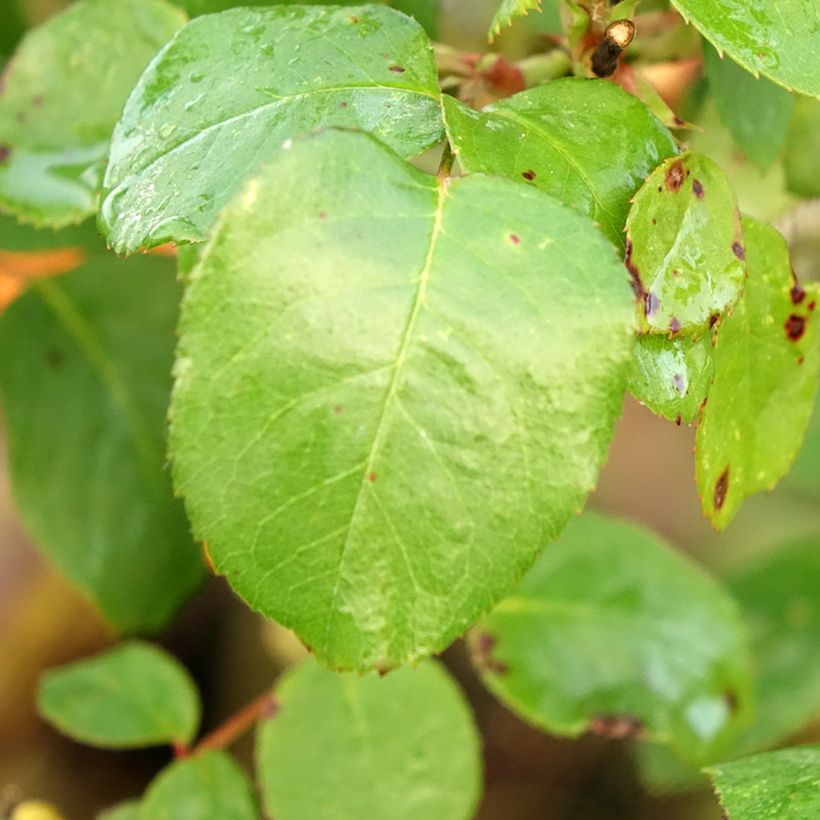 Rosa Line Renaud - Stamroos (Blad)