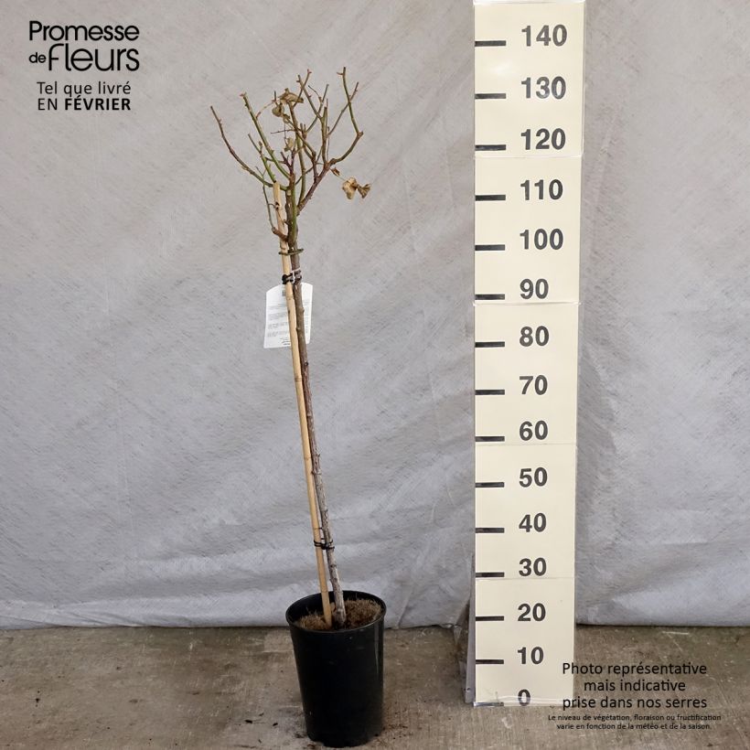 Exemplaar van Rosa Minerva - Stamroos Pot van 7,5 l/10 l, Stengel zoals geleverd in de winter