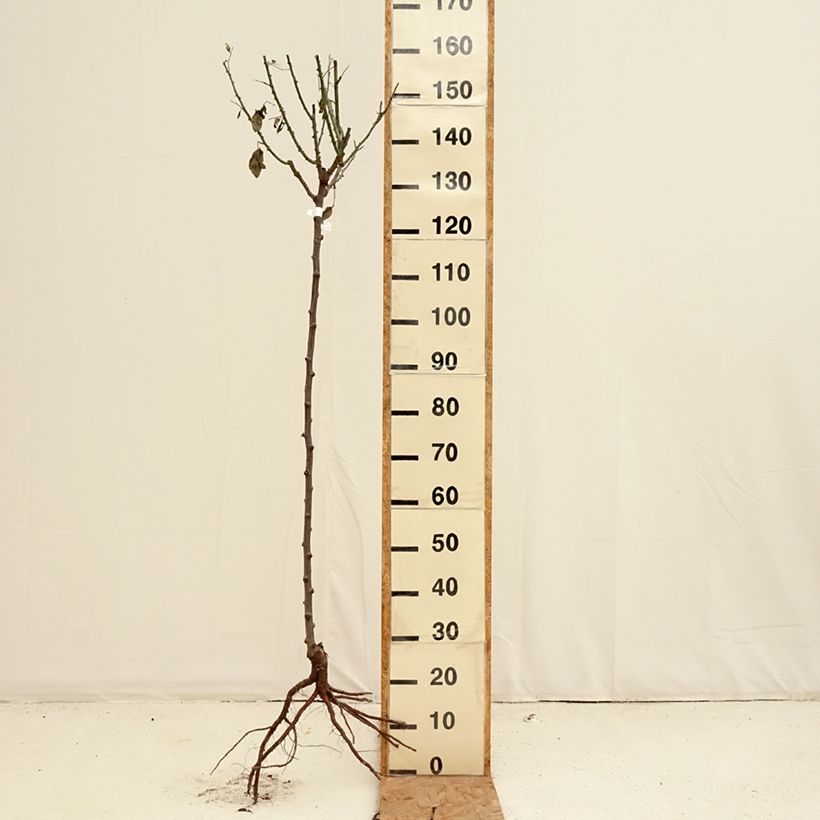 Exemplaar van Rosa Mister Lincoln - Stamroos Naakte wortel, Stengel zoals geleverd in de winter