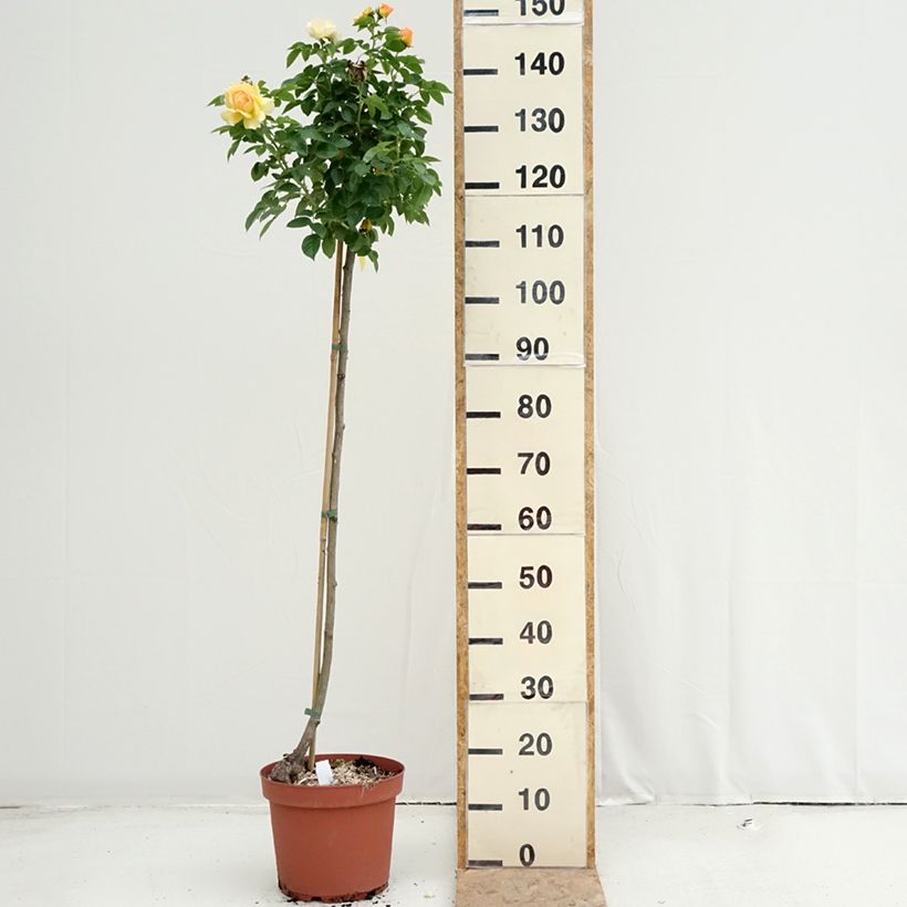 Exemplaar van Rosa Mythique® - Stamroos Pot van 7,5 l/10 l, Stengel zoals geleverd in de zomer