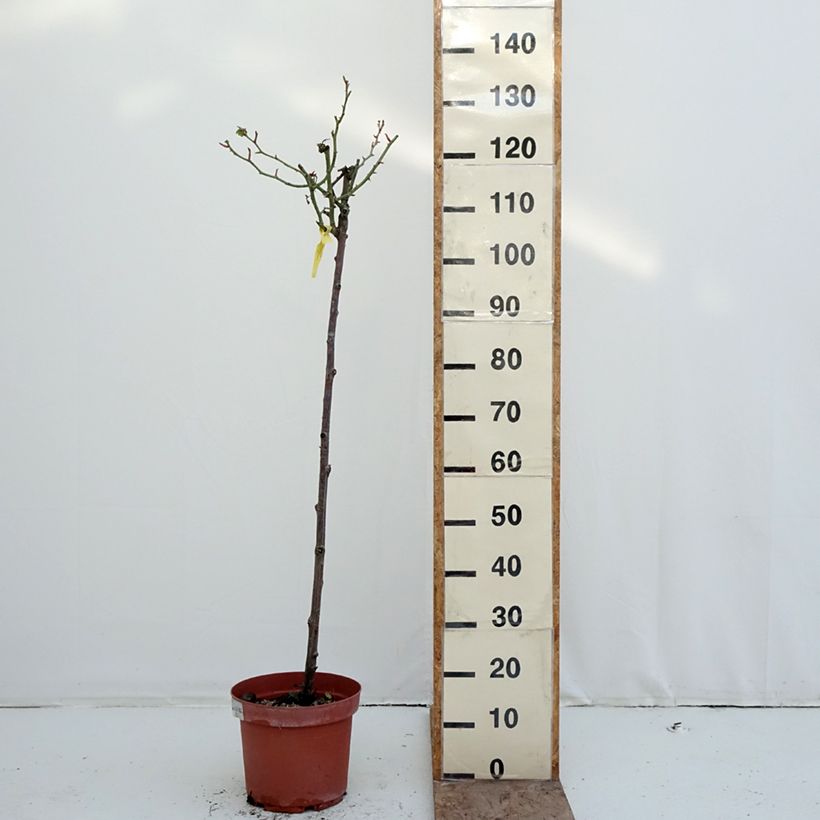 Exemplaar van Rosa Mythique® - Stamroos Pot van 7,5 l/10 l, Stengel zoals geleverd in de winter