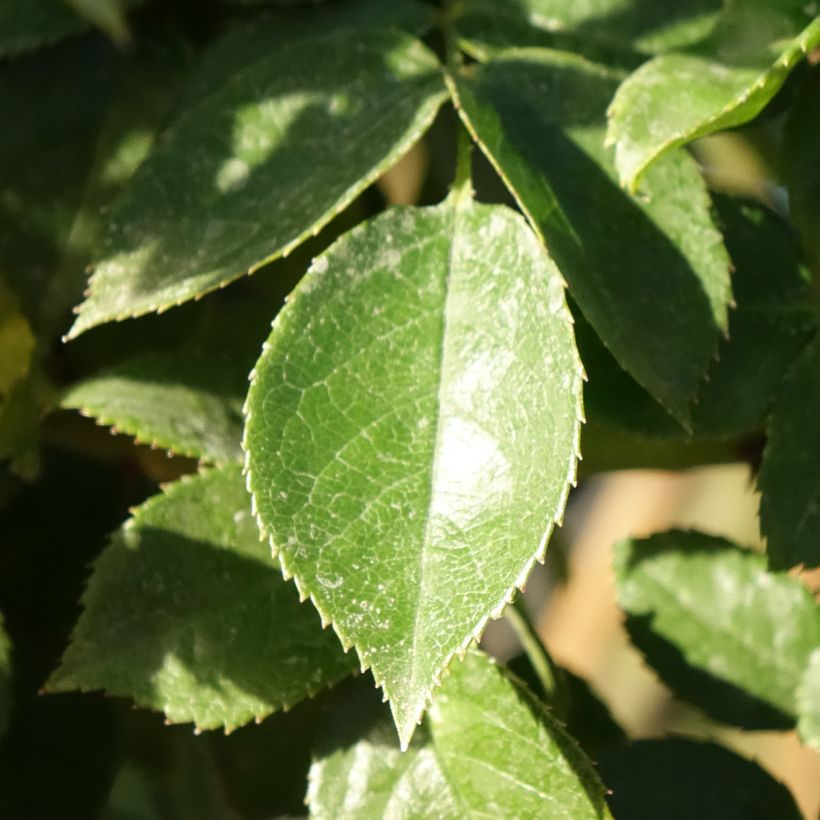 Rosa Mythique® - Stamroos (Blad)