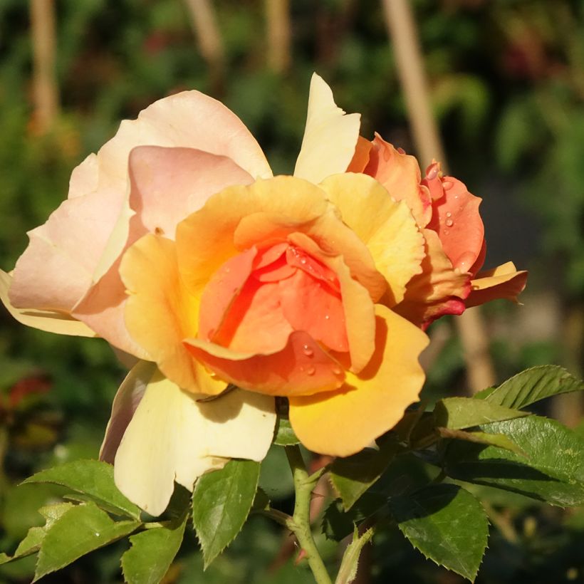Rosa Mythique® - Stamroos (Bloei)