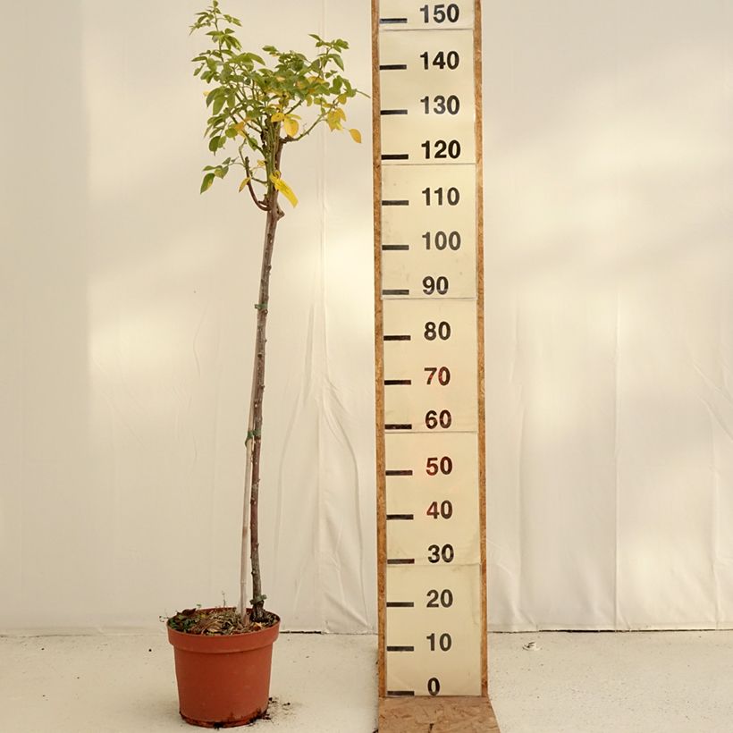 Exemplaar van Rosa Mythique® - Stamroos Pot van 7,5 l/10 l, Stengel zoals geleverd in de herfst