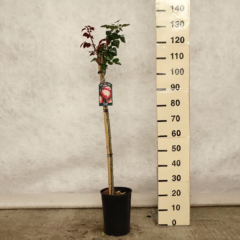 Exemplaar van Rosa Nostalgie - Stamroos Pot van 6 l/7 l, Stengel zoals geleverd in de zomer