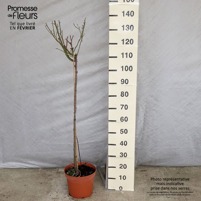 Exemplaar van Rosa Nostalgie - Stamroos Pot van 6 l/7 l, Stengel zoals geleverd in de winter