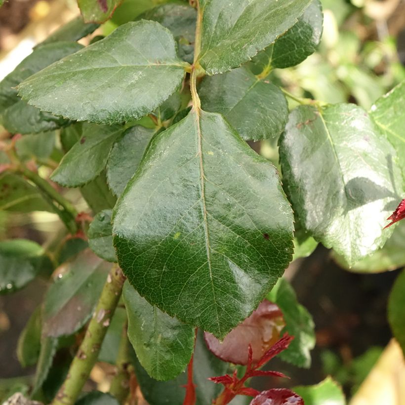 Rosa Nostalgie - Stamroos (Blad)