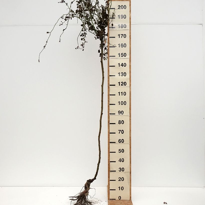 Example of Rosa Magic Meidiland - Stamroos Naakte wortel, Stengel as you get in hiver