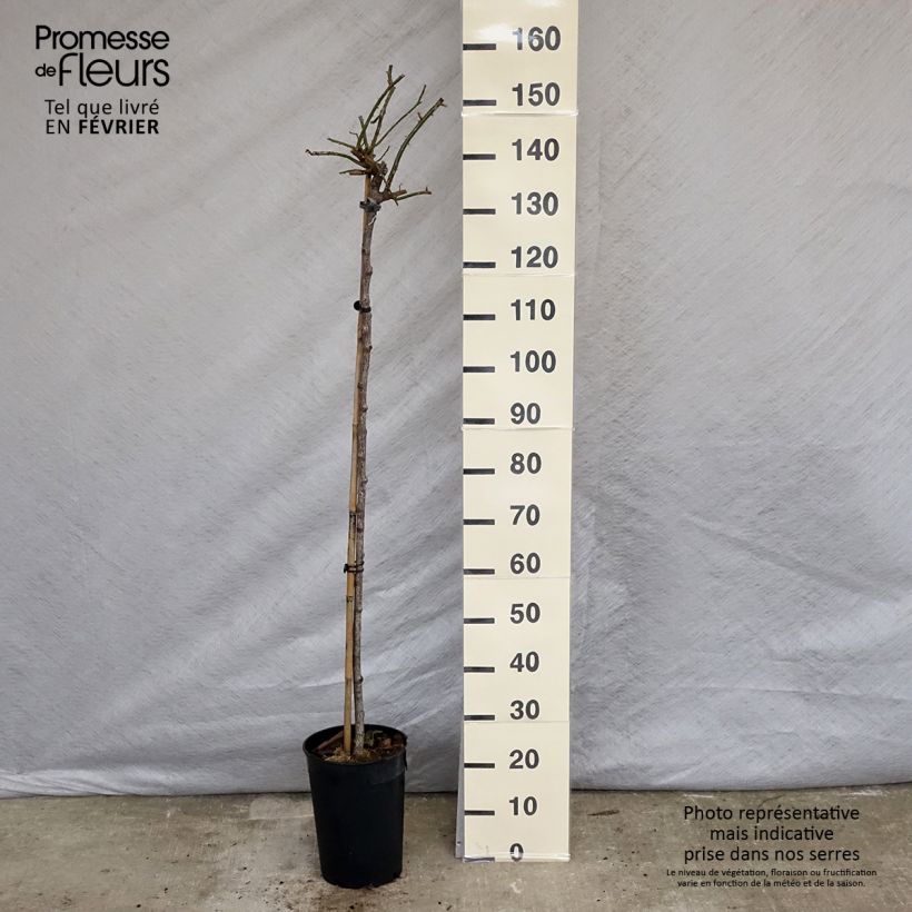 Example of Rosa New Dawn - Stamroos Pot van 7,5 l/10 l as you get in hiver