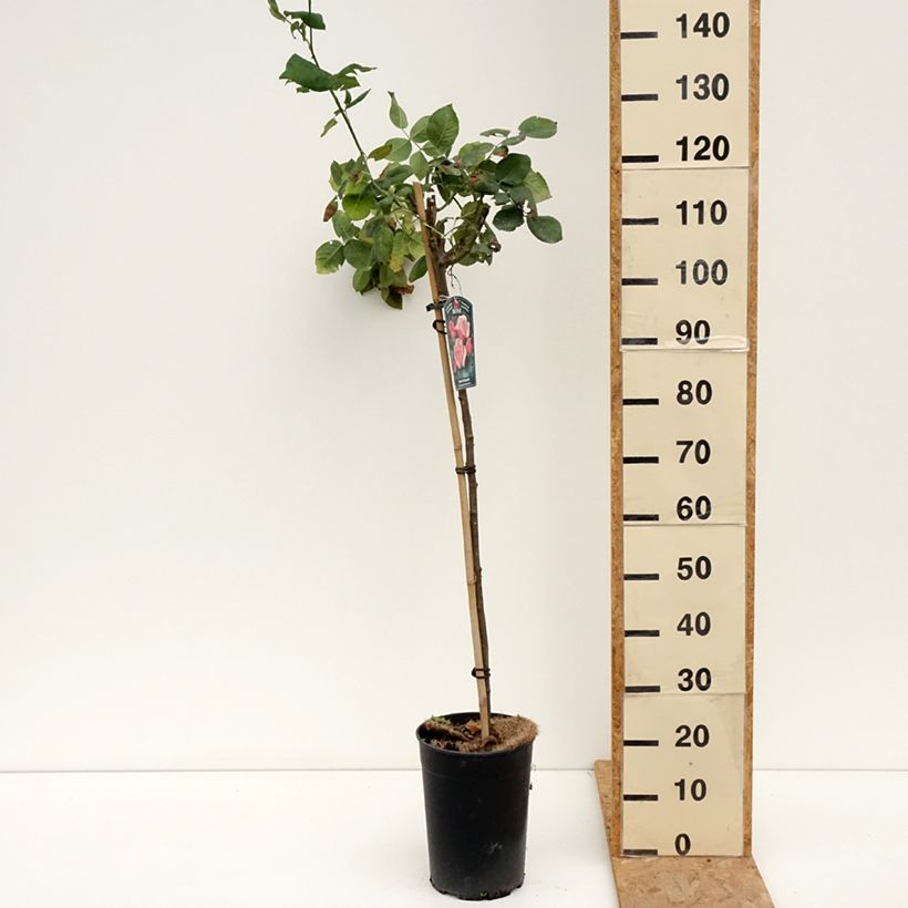 Example of Rosa Queen Elizabeth - Stamroos Pot van 6 l/7 l, Stengel as you get in ete