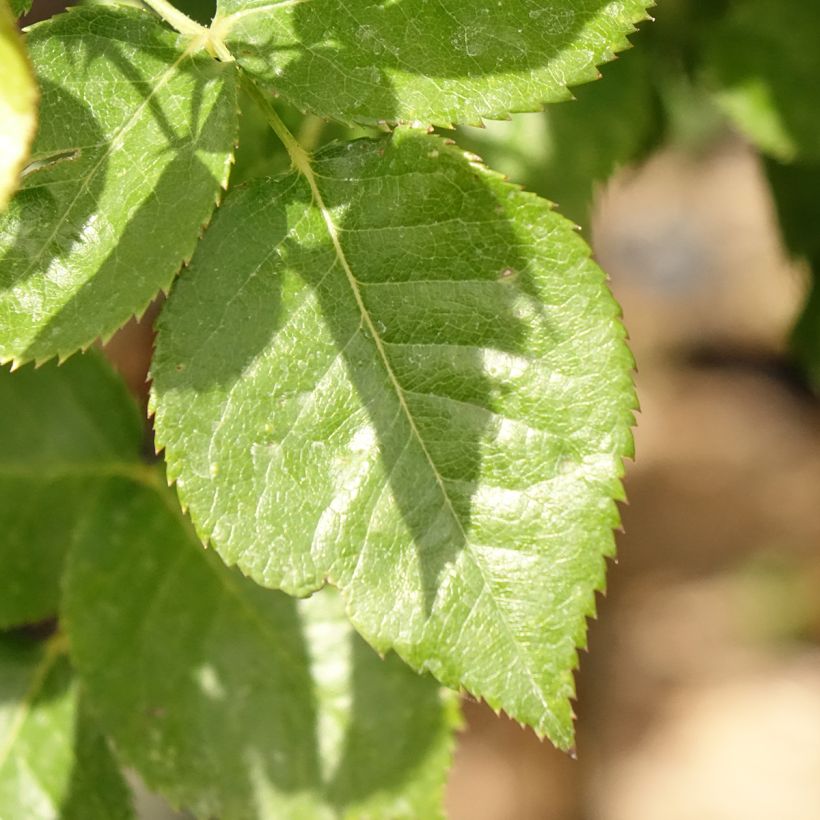 Rosa Britannia - Stamroos (Blad)