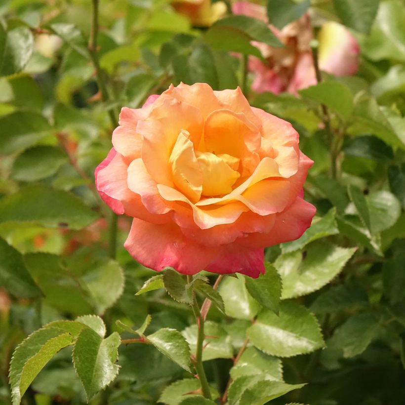 Rosa Britannia - Stamroos (Bloei)