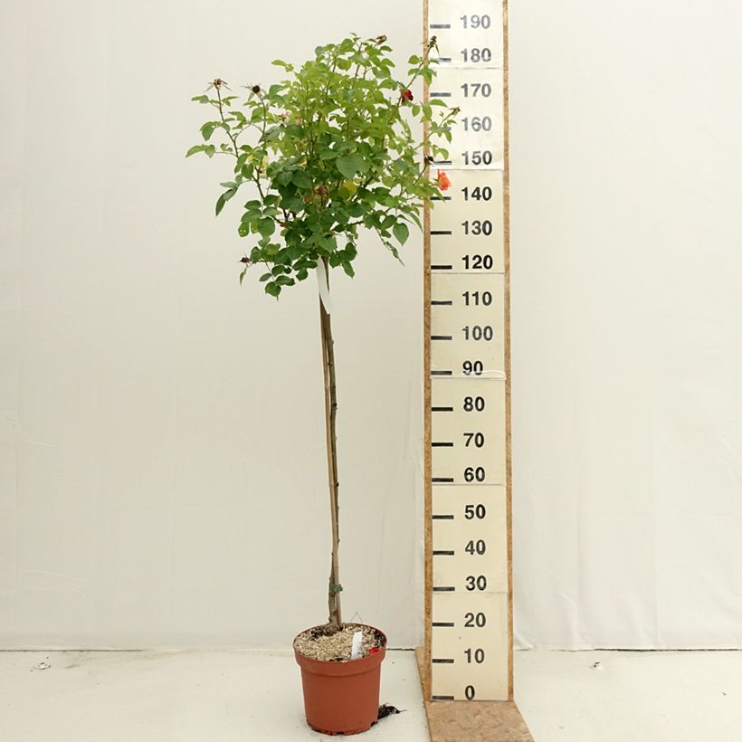 Example of Rosa Britannia - Stamroos Pot van 7,5 l/10 l, Stengel as you get in ete