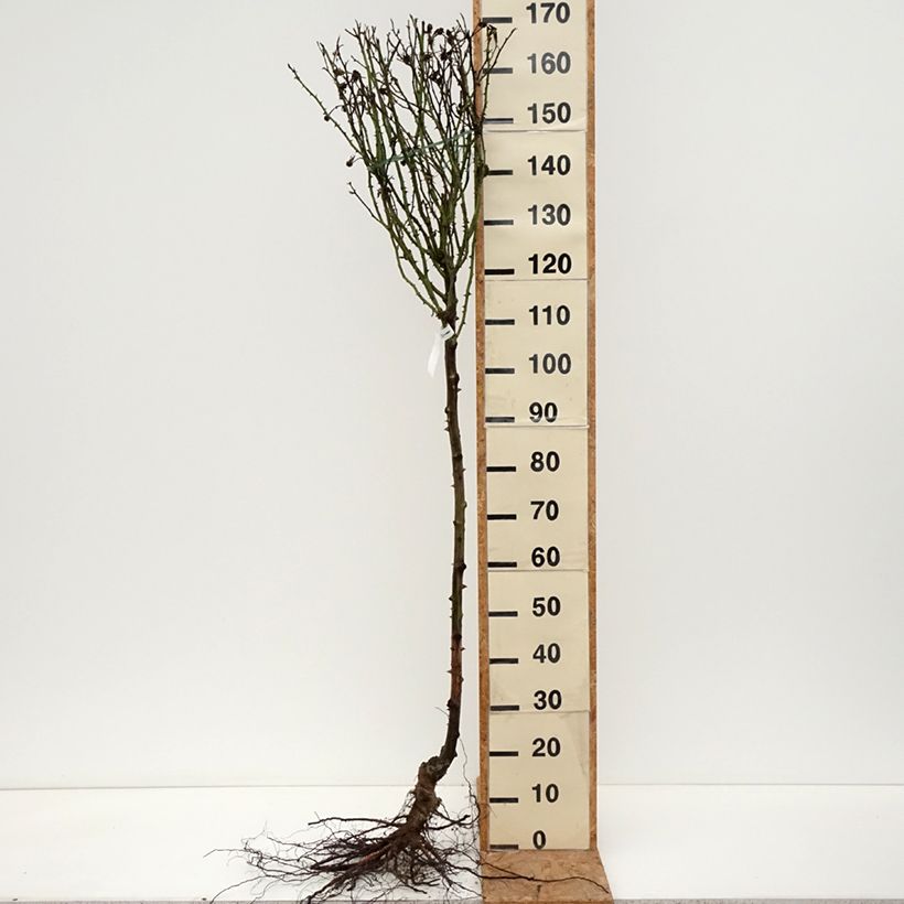 Example of Rosa Britannia - Stamroos Naakte wortel, Stengel as you get in hiver