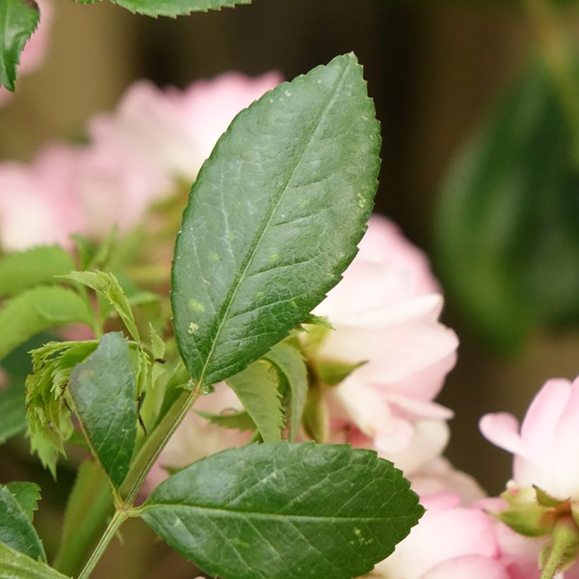 Rosa The Fairy - Stamroos (Blad)