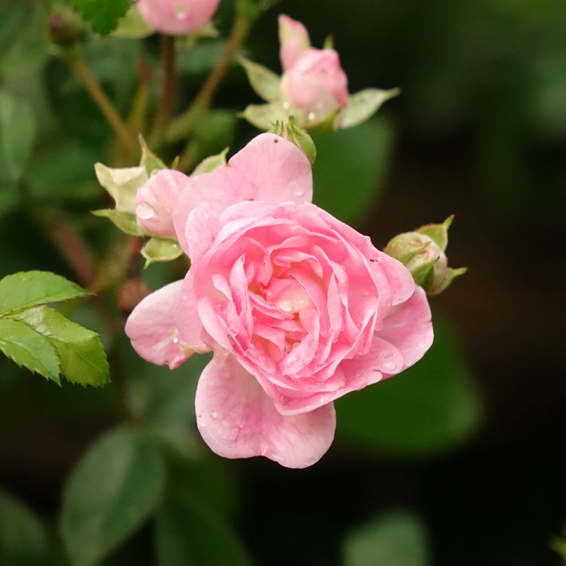 Rosa The Fairy - Stamroos (Bloei)