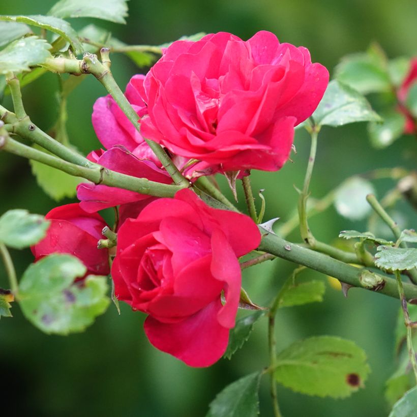 Rosa Toscana - Stamroos (Bloei)