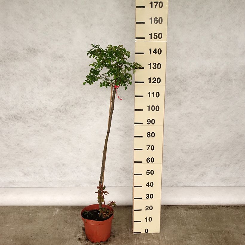 Example of Rosa Toscana - Stamroos Pot van 4 l/5 l, Stengel as you get in printemps