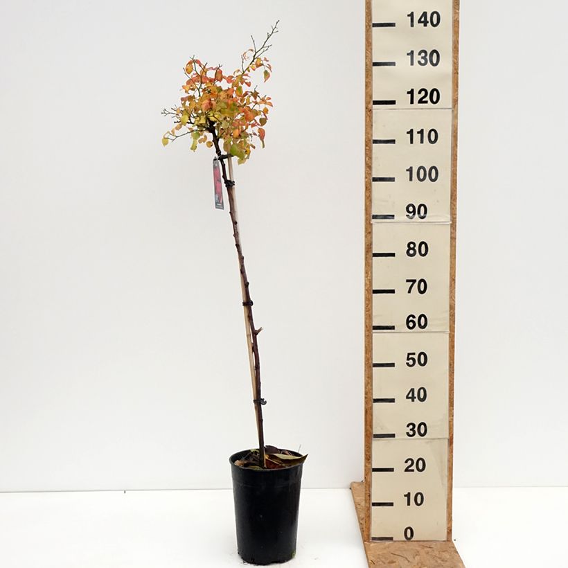 Exemplaar van Rosa Toscana - Stamroos Pot van 4 l/5 l, Stengel zoals geleverd in de herfst