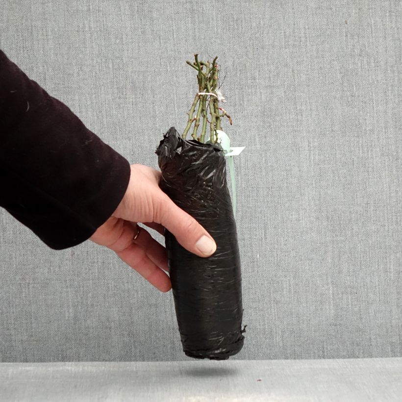 Exemplaar van Rosa Larissa - Grootbloemige roos In kluit zoals geleverd in de winter