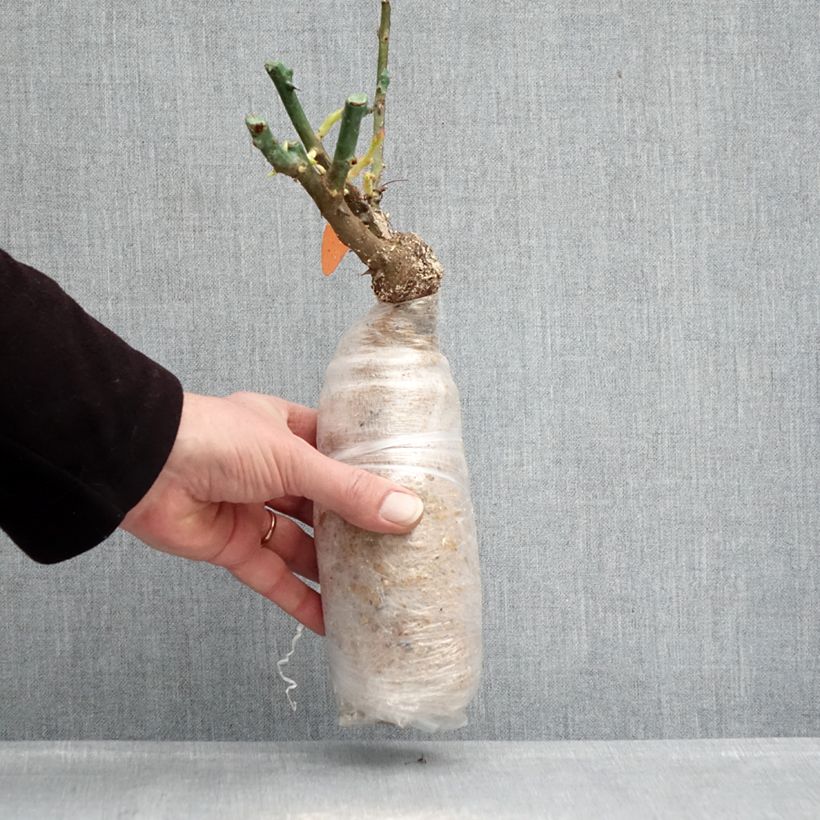 Exemplaar van Rosa Phoenix - Trosroos In kluit zoals geleverd in de winter