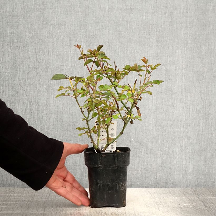 Exemplaar van Rosa Cubana - Trosroos Pot van 10 cm/11 cm zoals geleverd in de lente