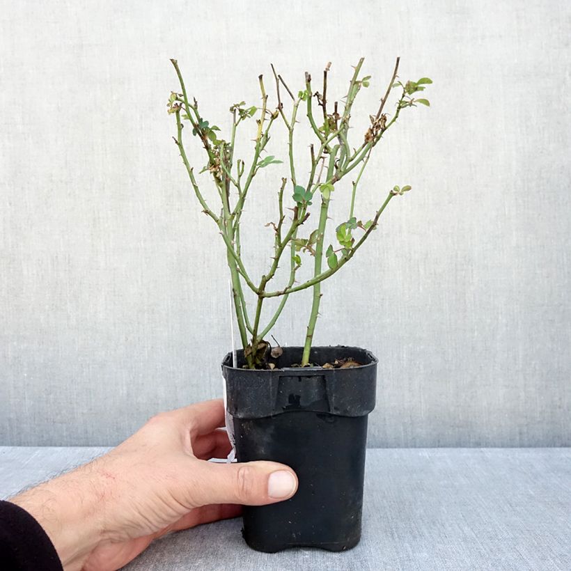 Exemplaar van Rosa Cubana - Trosroos Pot van 10 cm/11 cm zoals geleverd in de herfst