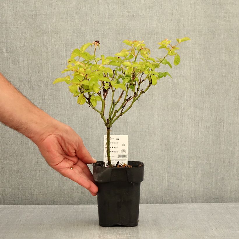Exemplaar van Rosa Cubana - Trosroos Pot van 10 cm/11 cm zoals geleverd in de zomer