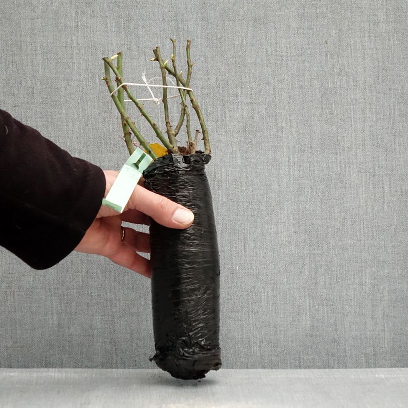 Exemplaar van Rosa Cubana - Trosroos In kluit zoals geleverd in de winter