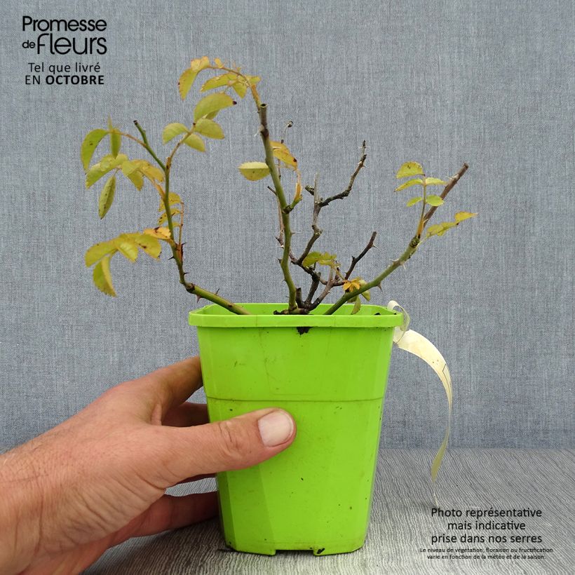 Exemplaar van Rosa Sommerabend - Trosroos Pot van 3 l/4 l zoals geleverd in de herfst