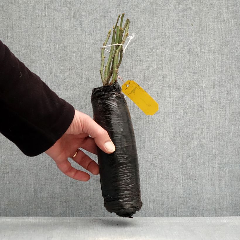 Exemplaar van Rosa Sommerabend - Trosroos In kluit zoals geleverd in de winter