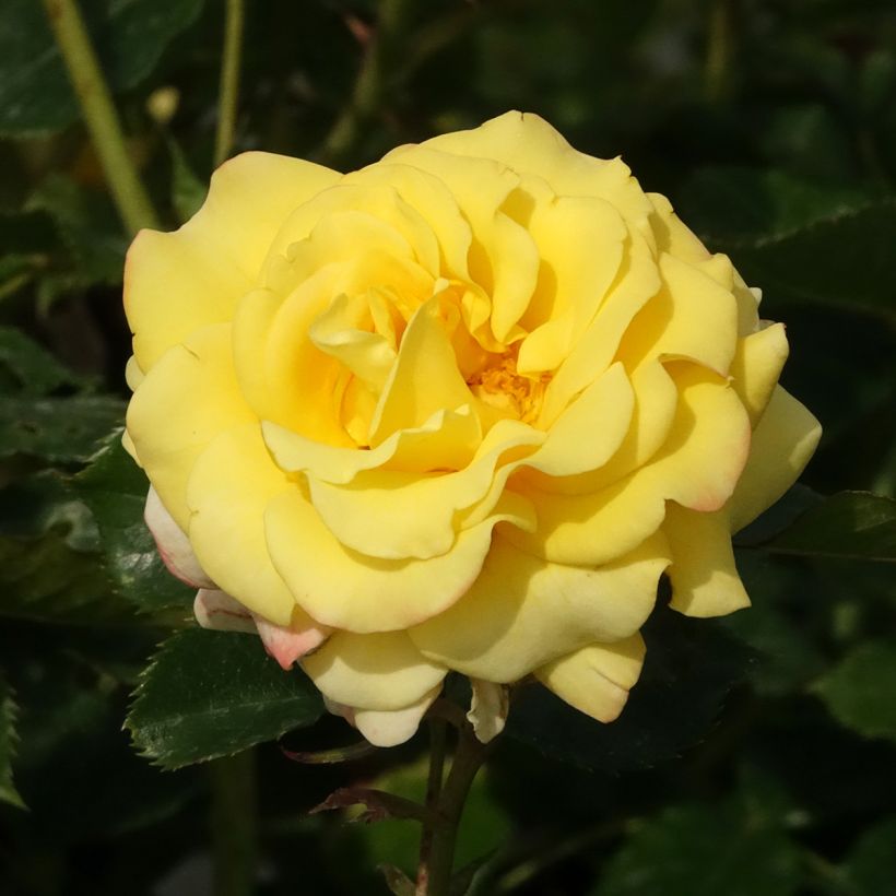 Rosa Sunmaid - Trosroos (Bloei)
