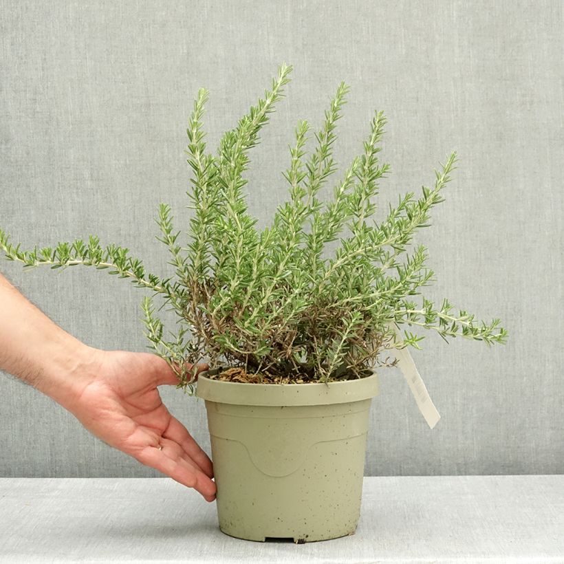 Exemplaar van Rosmarinus officinalis Blue Cascade - Rozemarijn retombant Pot van 3 l/4 l zoals geleverd in de lente