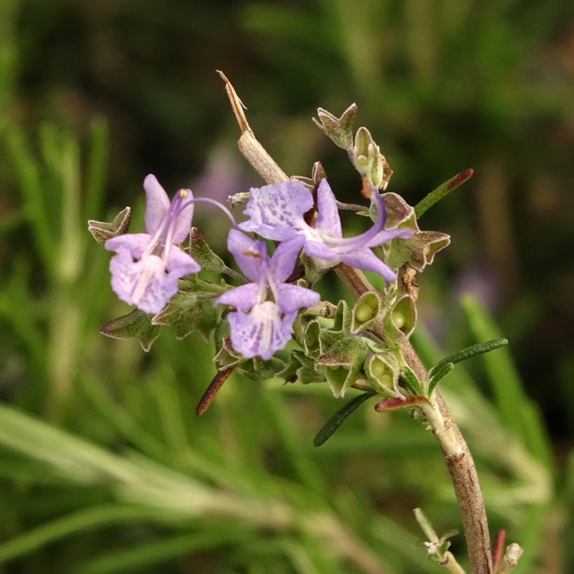 Rosmarinus officinalis Corsican Blue - Rozemarijn (Bloei)