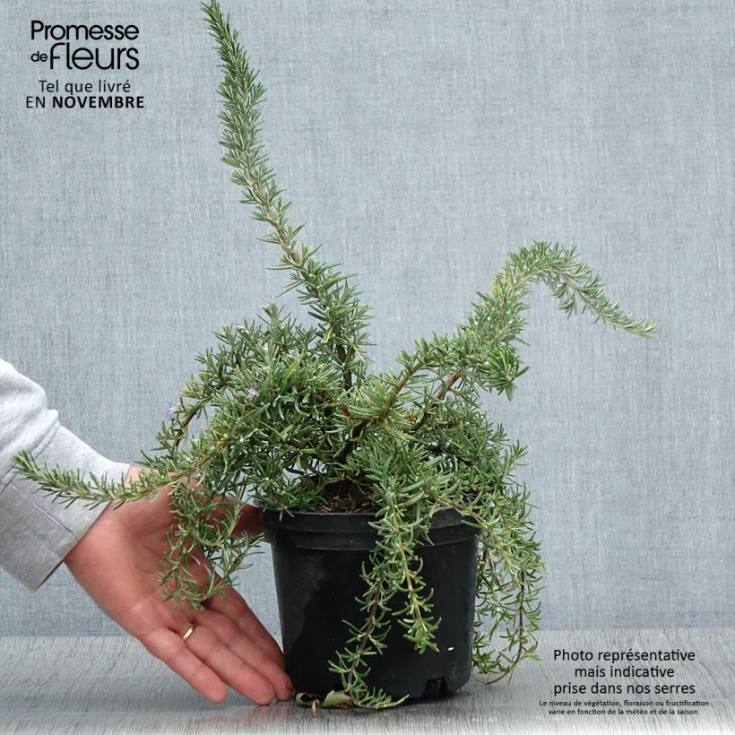 Exemplaar van Rosmarinus officinalis Corsican Blue - Rozemarijn Pot van 2 l/3 l zoals geleverd in de herfst