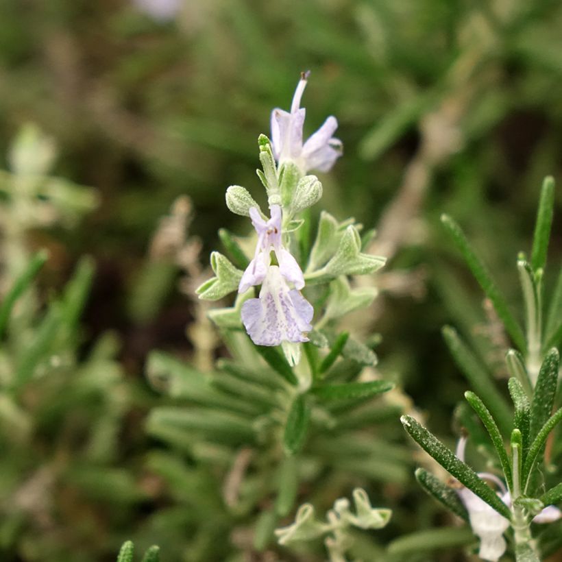 Rosmarinus officinalis Whitewater Silver - Rozemarijn prostré (Bloei)