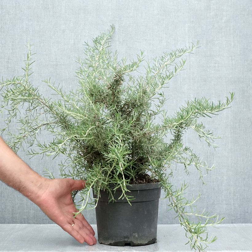 Exemplaar van Rosmarinus officinalis Whitewater Silver - Rozemarijn prostré Pot van 3 l/4 l zoals geleverd in de zomer