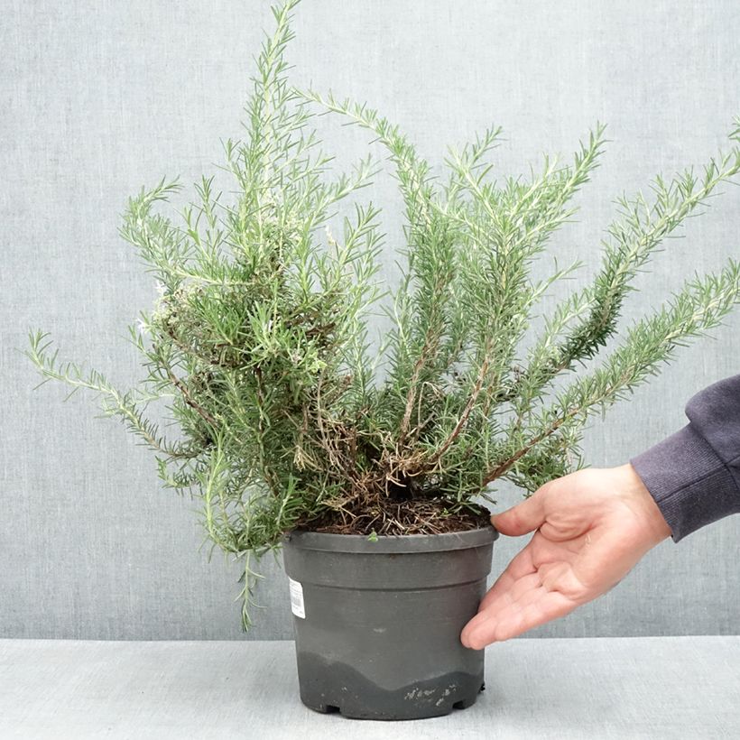Example of Rosmarinus officinalis Whitewater Silver - Rozemarijn prostré Pot van 3 l/4 l as you get in printemps