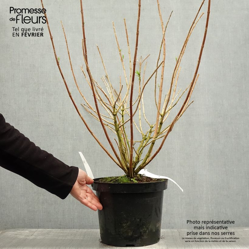 Exemplaar van Rostrinucula dependens Happy Cascade - Menthe en arbre Pot de 7,5L/10L zoals geleverd in de winter