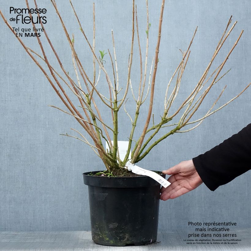 Exemplaar van Rostrinucula dependens Happy Cascade - Hangende buddleja Pot van 7,5 l/10 l zoals geleverd in de lente