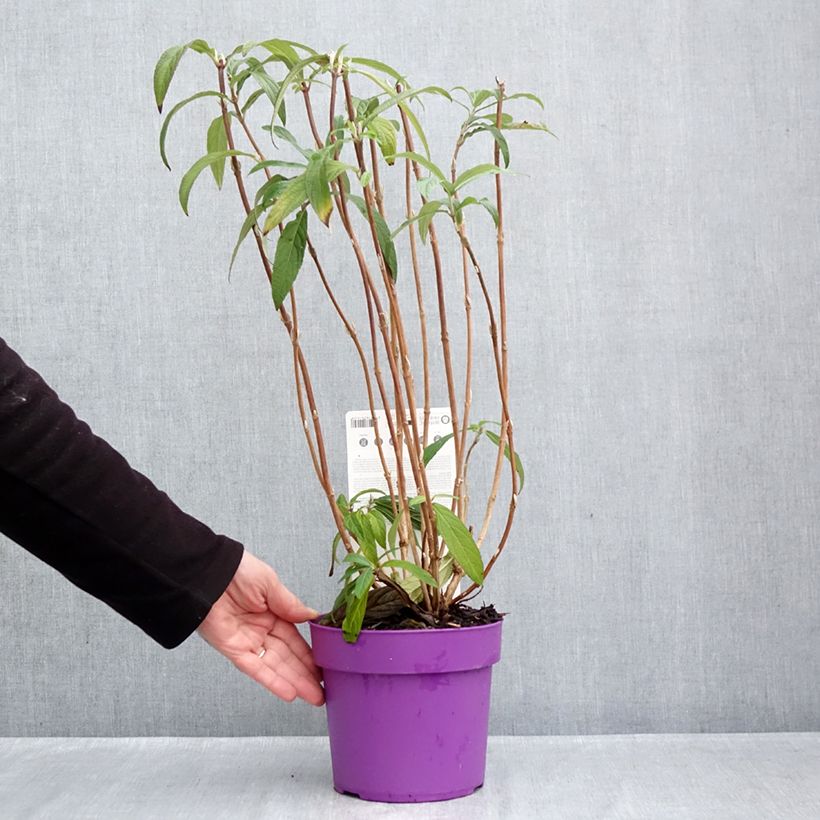Exemplaar van Rostrinucula dependens - Hangende buddleja Pot van 3 l/4 l zoals geleverd in de herfst