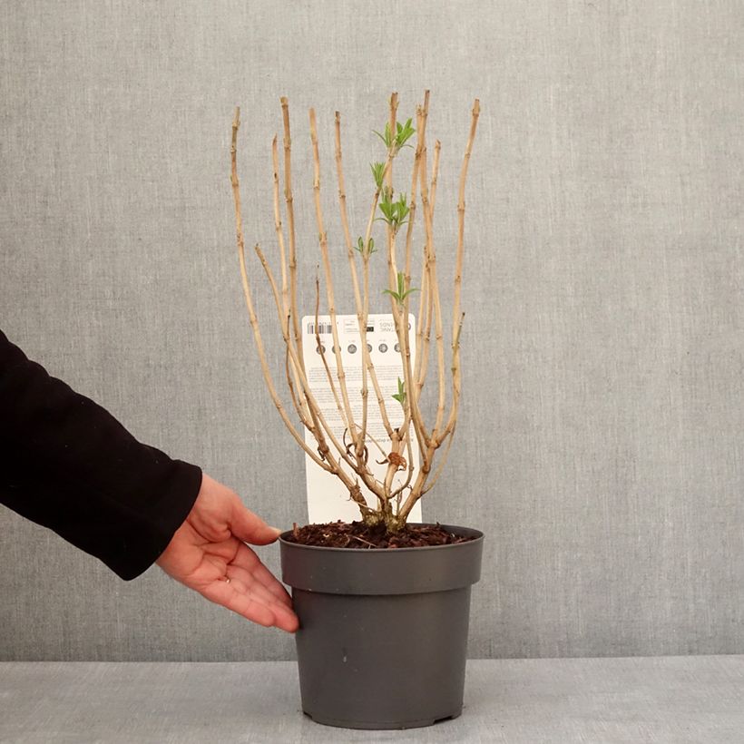 Exemplaar van Rostrinucula dependens - Menthe en arbre Pot de 3L/4L zoals geleverd in de winter