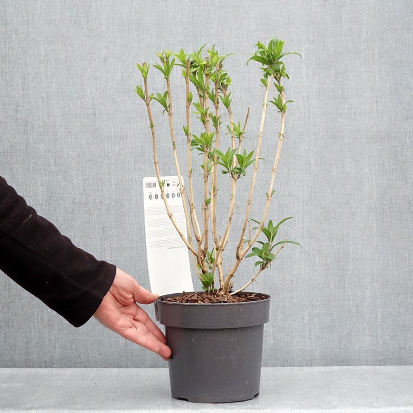 Example of Rostrinucula dependens - Hangende buddleja Pot van 3 l/4 l as you get in printemps